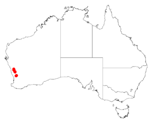 Acacia chapmaniiDistMap178.png