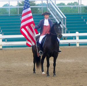 American Morgan Horse cropped