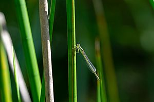 Aurora Bluetail damselfly perched on tall spikerush.jpg