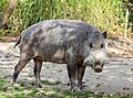 Bartschwein Sus barbatus Tierpark Hellabrunn-6