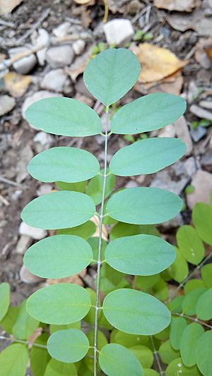 Black Locust Leaf Close Up