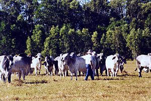 Brahman bulls