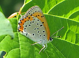 Bronze Copper, Petrie Island