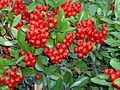 Brosen pyracantha coccinea1