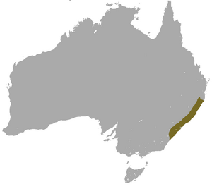 Brown Antechinus area.png