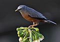 Chestnut-tailed Starling I IMG 2508