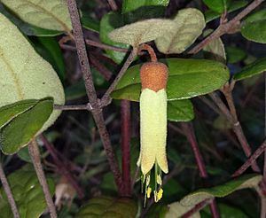 Correa lawrenceana grampiana