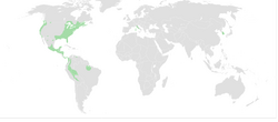 DIstribution of Plethodontidae.png