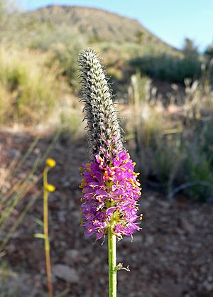 Dalea searlsiae 3.jpg