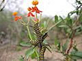 Danaus plexippus-caterpillars