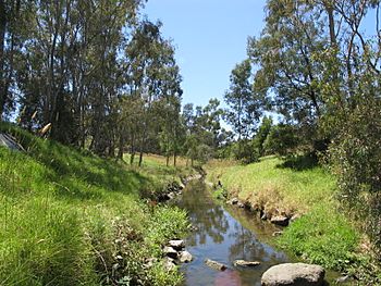 Darebin Creek.JPG