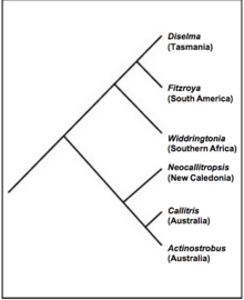 Diselma phylogeny