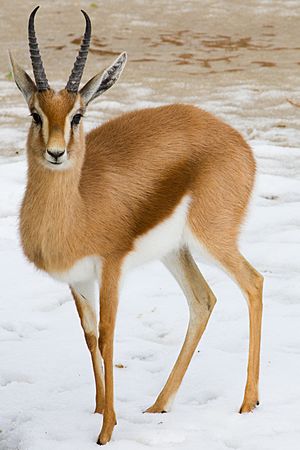 Dorcasgazellemarwell.jpg