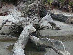 Driftwood Beach