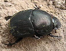 Dung beetle