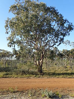 Eucalyptus sheathiana.jpg