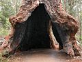 Eucalytpus jacksonii buttressed base