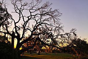 Fontainebleu State Park.jpg