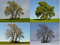 Four Poplars in four seasons