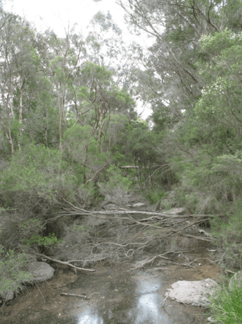 Gardiners Creek Blackburn.PNG