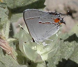 Grayhairstreak