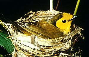 Hoodedwarbler01