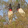 Jabirus (Jabiru mycteria) on nest