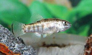 Julimes pupfish (Cyprinodon julimes) male