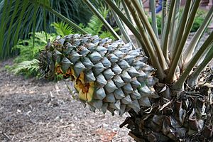 Lepidozamia peroffskyana cone