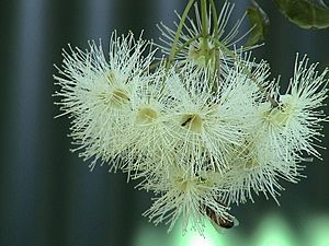 Lilli pilli flowers