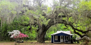 Live Oak on Daufuskie