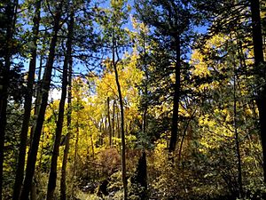 Magdalena Mtns Aspens