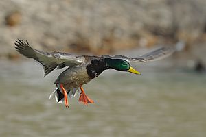 Mallard in flight