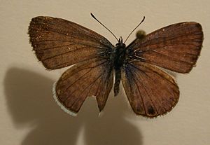 Marine Blue, Leptotes marina.jpg