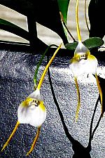 Masdevallia-mejiana.jpg