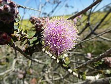 Melaleuca orbicularis flower detail