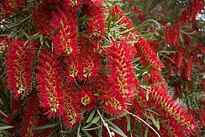 Melaleuca viminalis.jpg