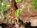 Metasequoia glyptostroboides young leaves