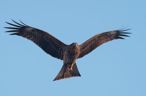 Milvus migrans -Japan -flying-8