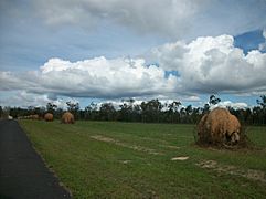 Moved Termite Mounts Mareeba