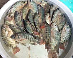 Mozambique tilapia