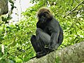 NILGIRI LANGUR Trachypithecus johnii