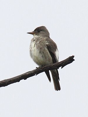 Olive-sided Flycatcher.jpg