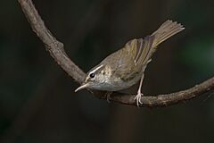 Pale-legged Leaf Warbler - Cropped.jpg