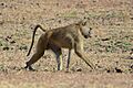 Papio cynocephalus (South Luangwa NP)