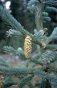 Picea engelmannii UGA1