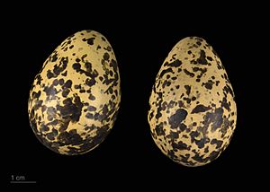 Pluvialis fulva MHNT.ZOO.2010.11.147.4