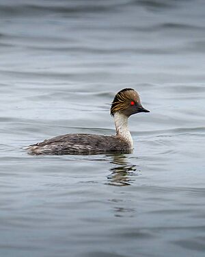 Podiceps occipitalis 103079512.jpg