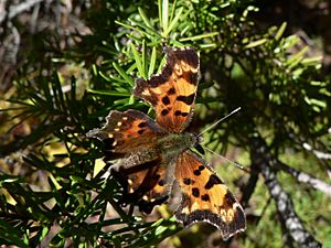 Polygonia faunus 27666