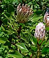 Protea cynaroides 2